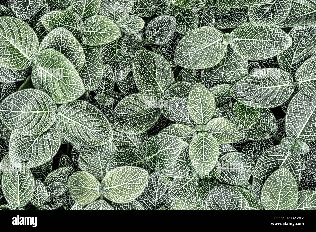 Fittonia Albivenis Hintergrund mit geringer Sättigung Stockfoto