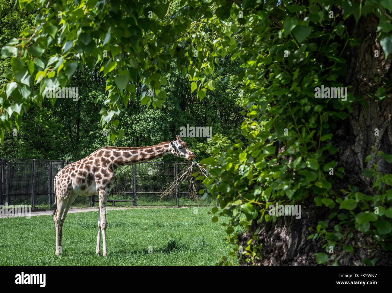 Rothschild Giraffen (Giraffa Plancius Rothschildi) auch genannt Baringo Giraffe im Tiergarten Warschau, Polen Stockfoto