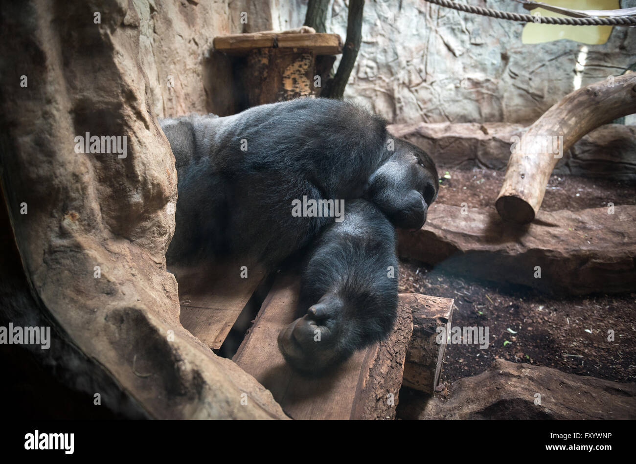 Gorilla Im Affenhaus Des Warschauer Zoologischer Garten In