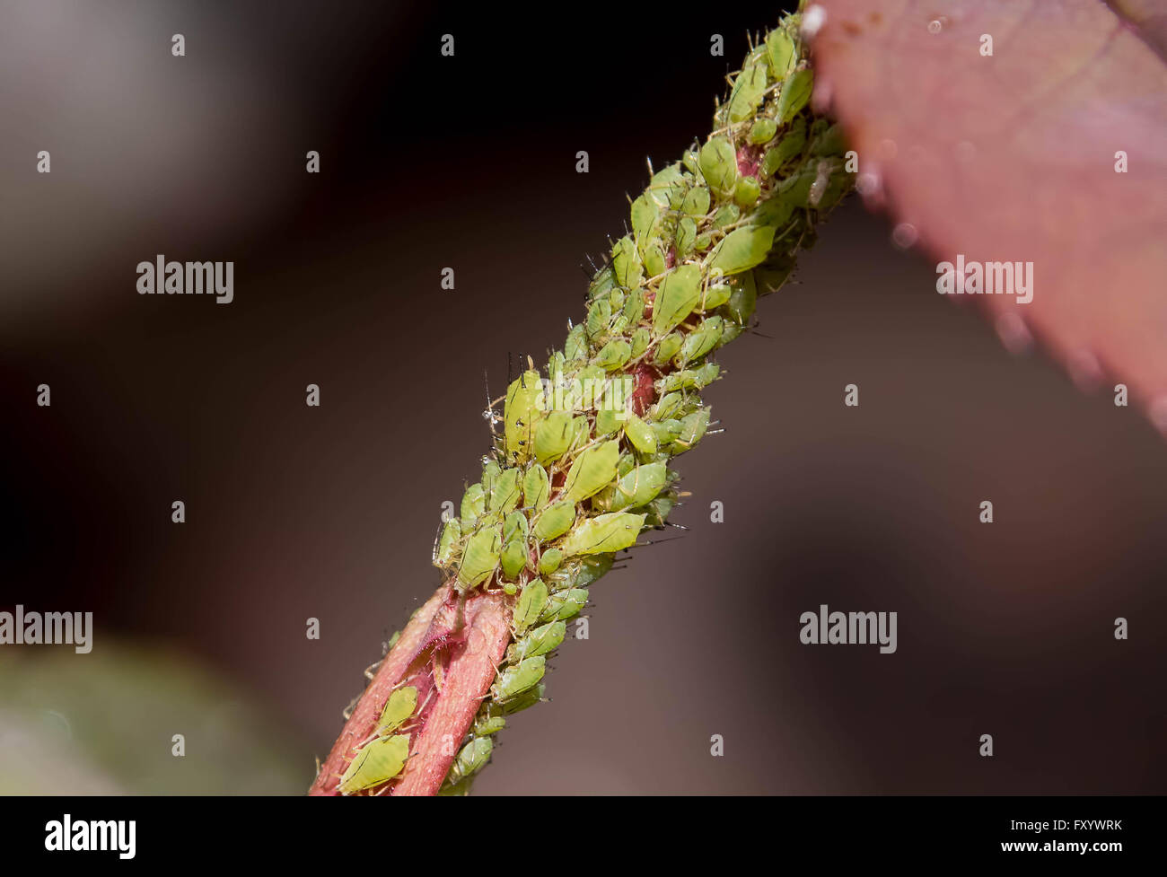 Blattläuse-Befall auf einem rosa Stiel. Stockfoto