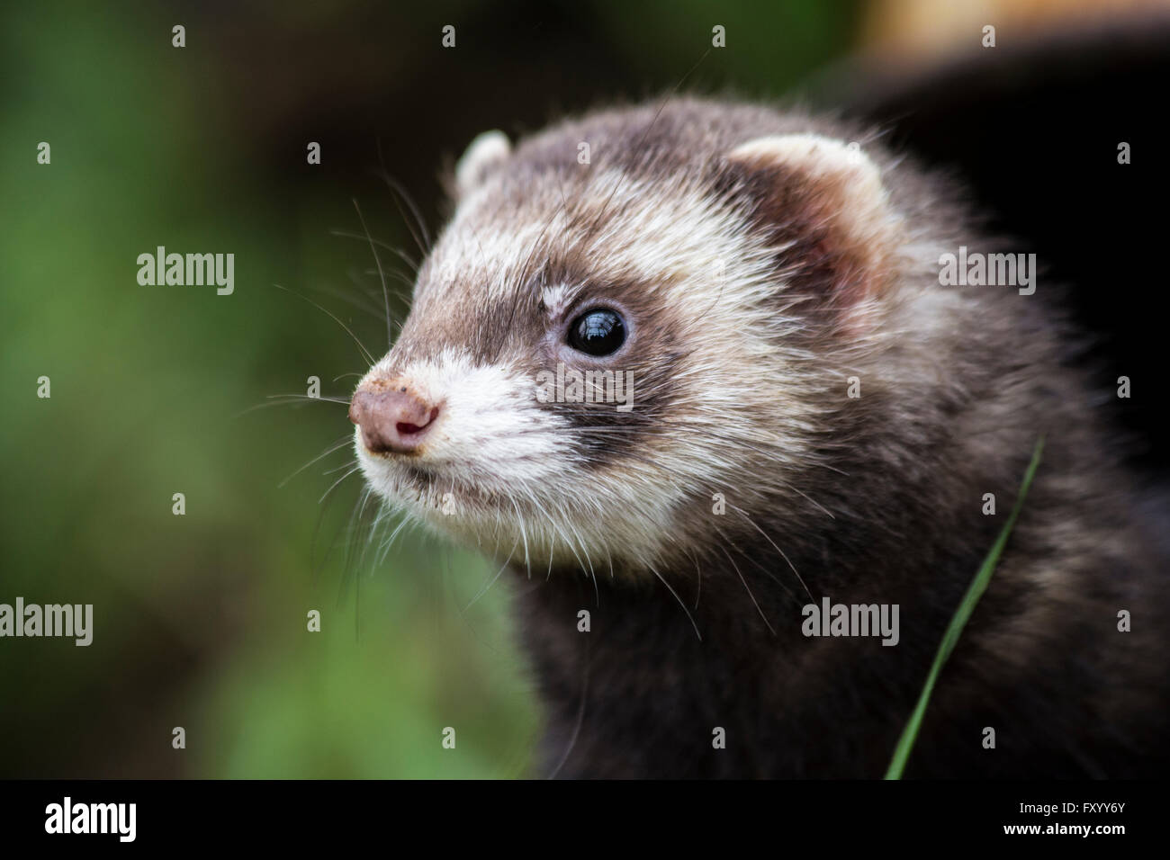 Europäischer Iltis (Mustela Putorius) starrte in den Weltraum Stockfoto