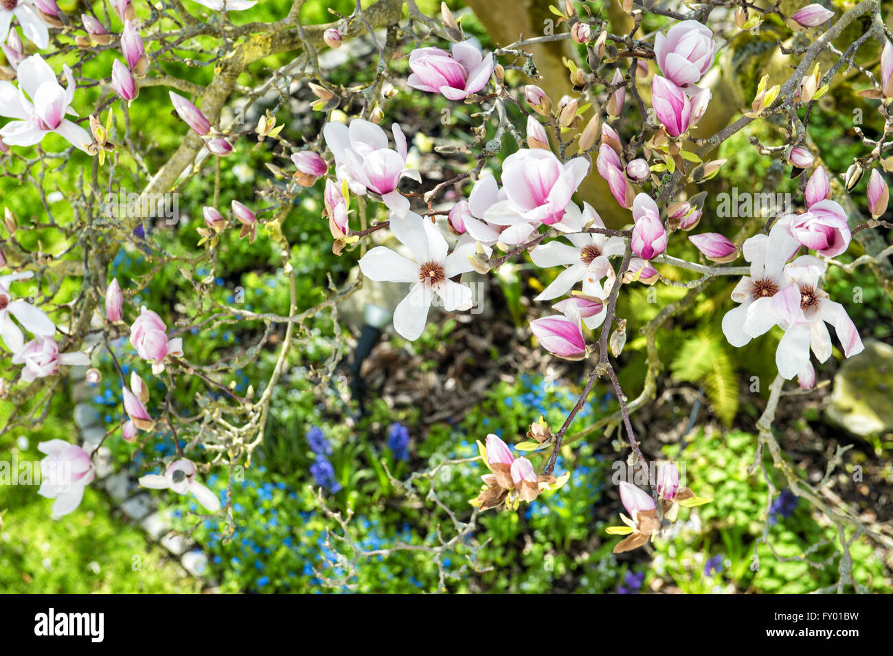 Magnolia Blumen im Frühling auf Naturrasen grünen Hintergrund. Sonniger Tag. Selektiven Fokus Stockfoto