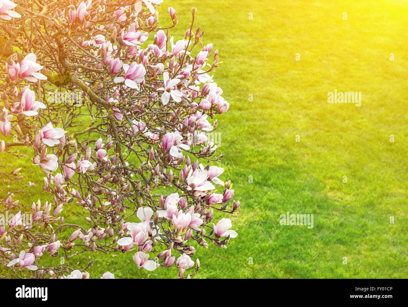 Blüte der Magnolie. Frühling Blumen auf grünem Hintergrund. Vintage-Stil getönten Bild mit lichtdicht Stockfoto