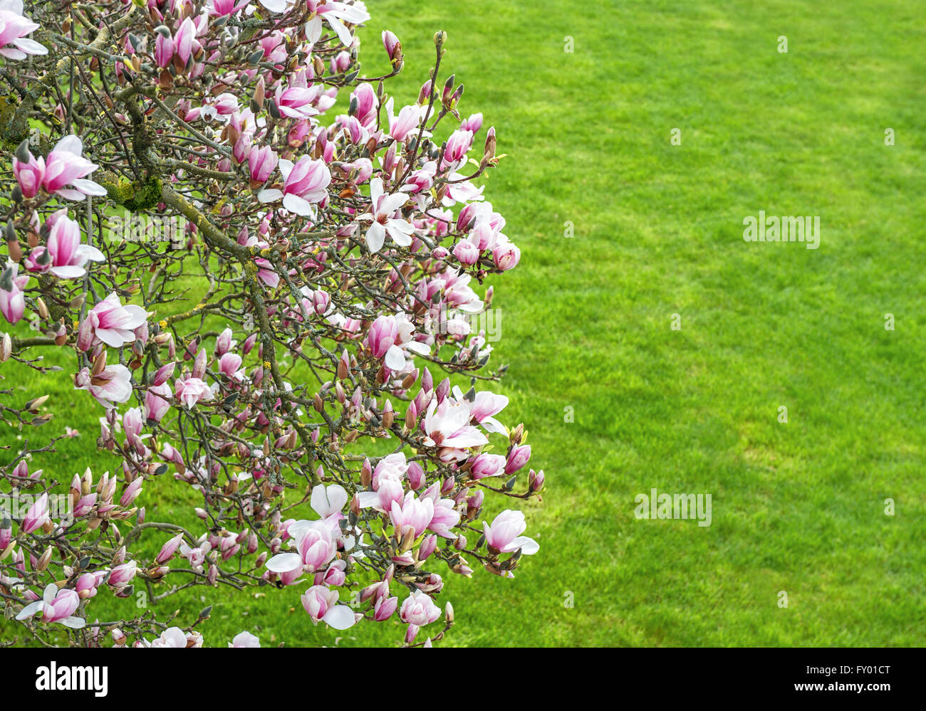 Blüte der Magnolie. Frühlingsblumen auf natürlichen grünen Hintergrund Stockfoto
