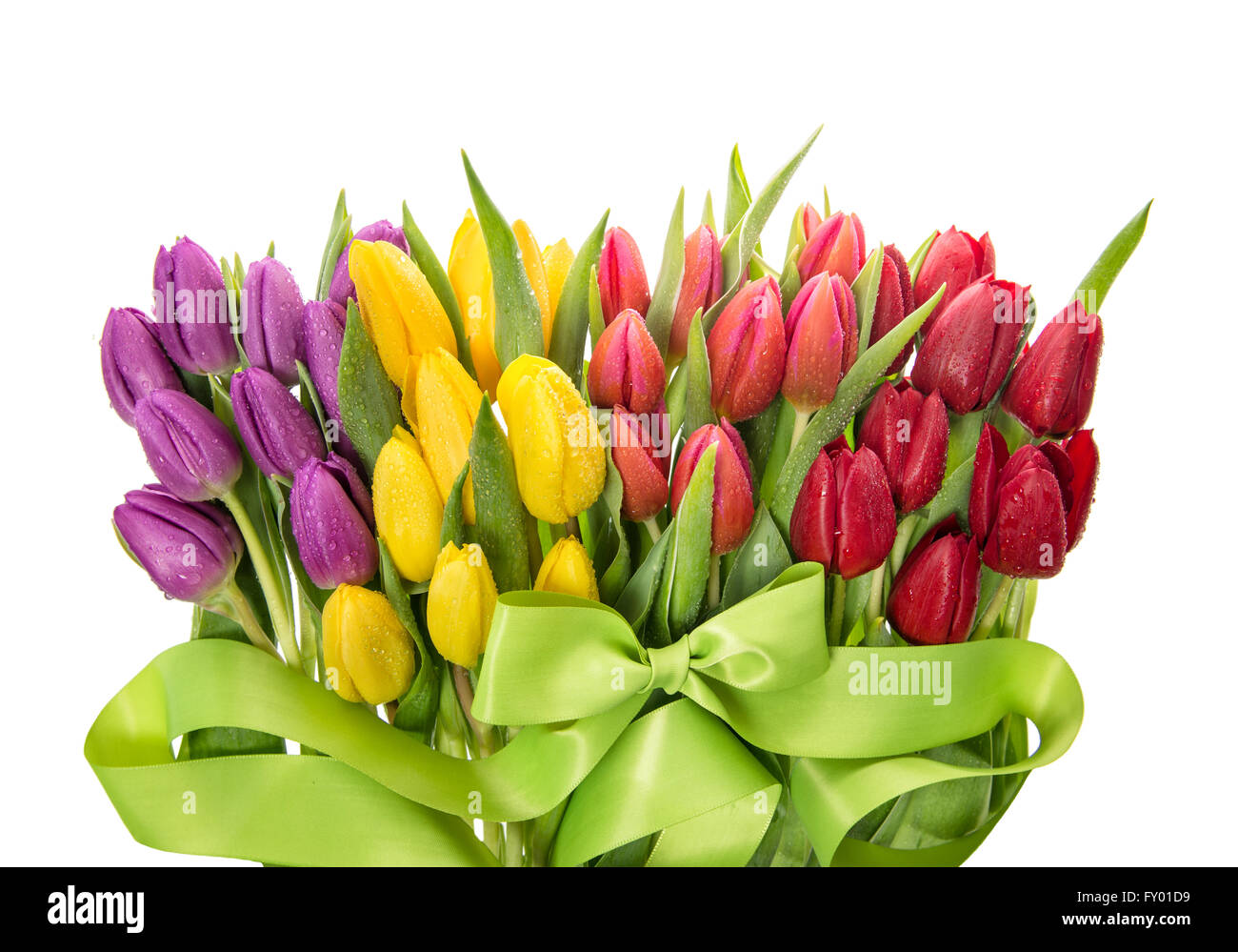 Tulpe Blumen. Frische Frühlingsluft Tulpen mit Wasser Tropfen isolierten auf weißen Hintergrund Stockfoto