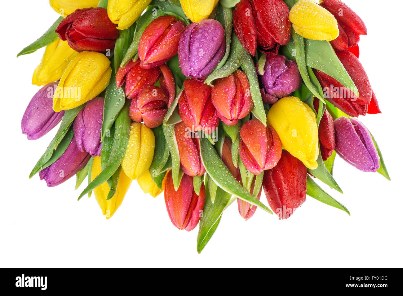 Tulpe Blumen. Bouquet von frischen Frühling Tulpen Stockfoto