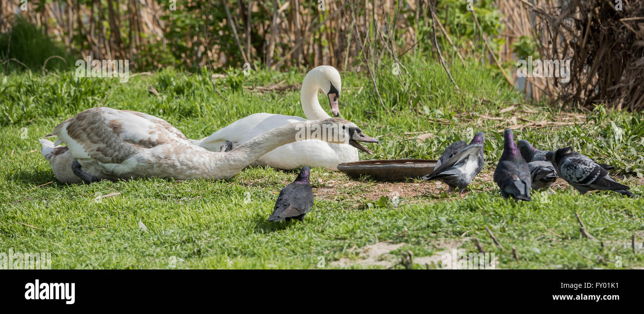 Swan vertreiben Tauben aus dem Trog Stockfoto