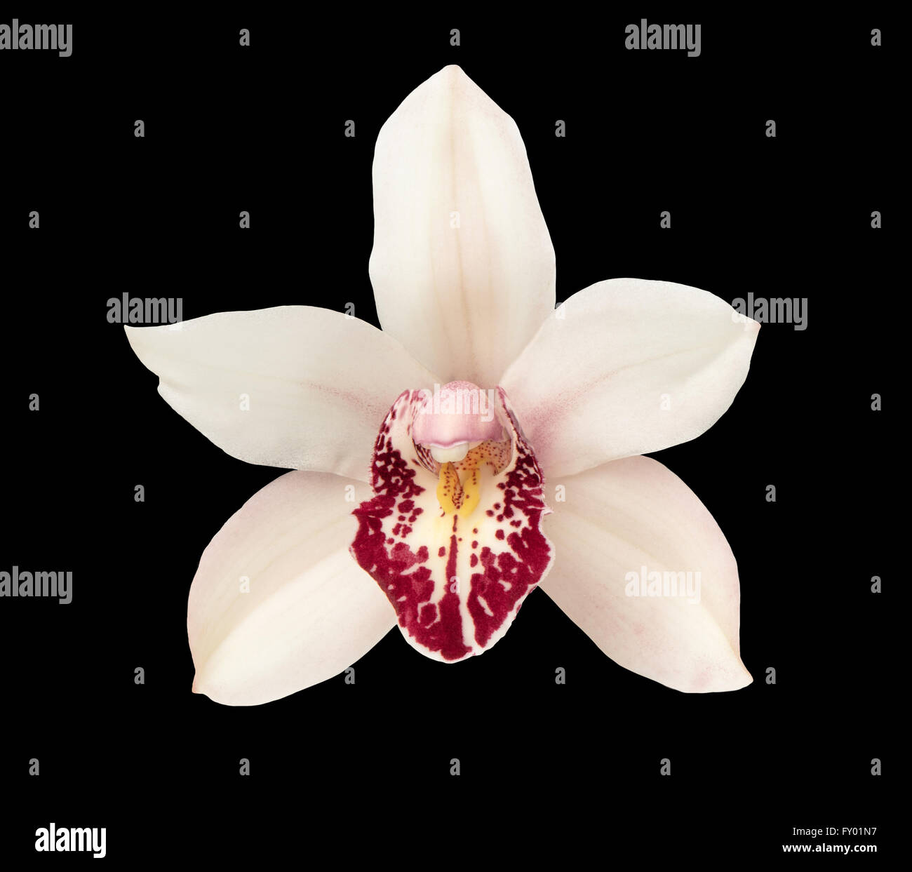 Orchidee Blüte auf schwarzem Hintergrund isoliert. Closeup rosa Blüte Stockfoto