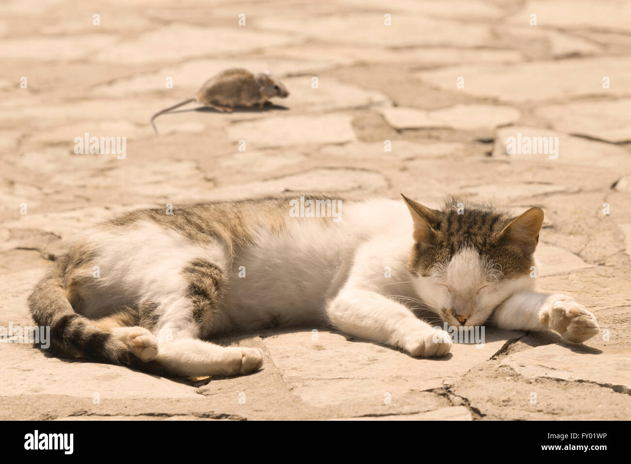 Katz und Maus Stockfoto