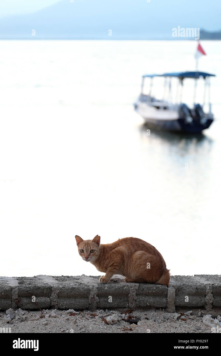 Katze am Meer mit Boot im Hintergrund in den frühen Morgenstunden. nehmend auf Gili Meno Stockfoto