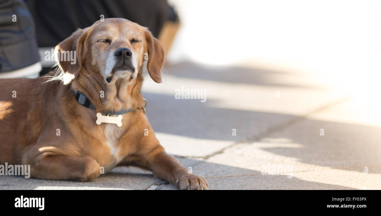 Müde Hunde schlafen im Freien, urban Foto Stockfoto
