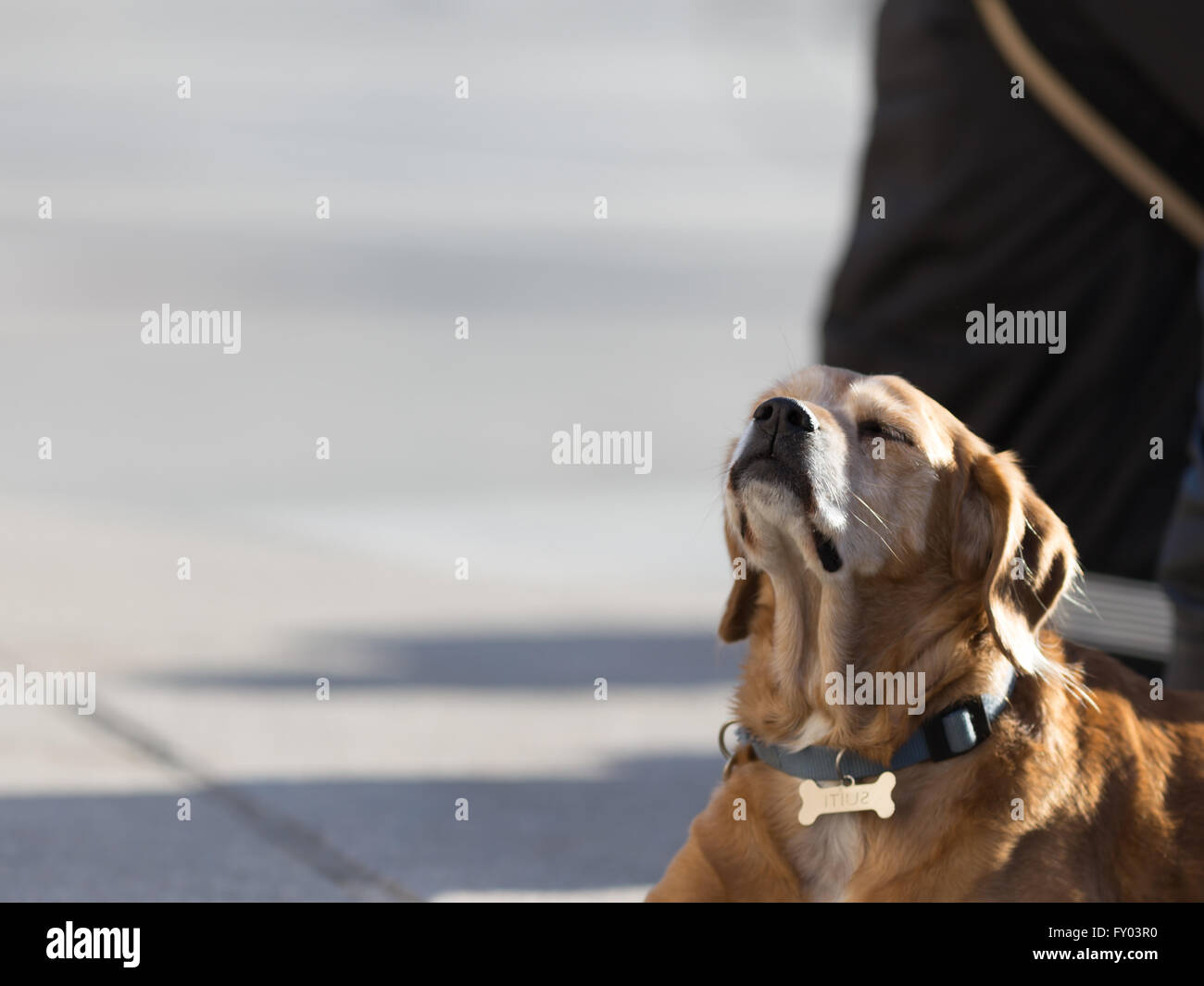 Müde Hunde schlafen im Freien, urban Foto Stockfoto