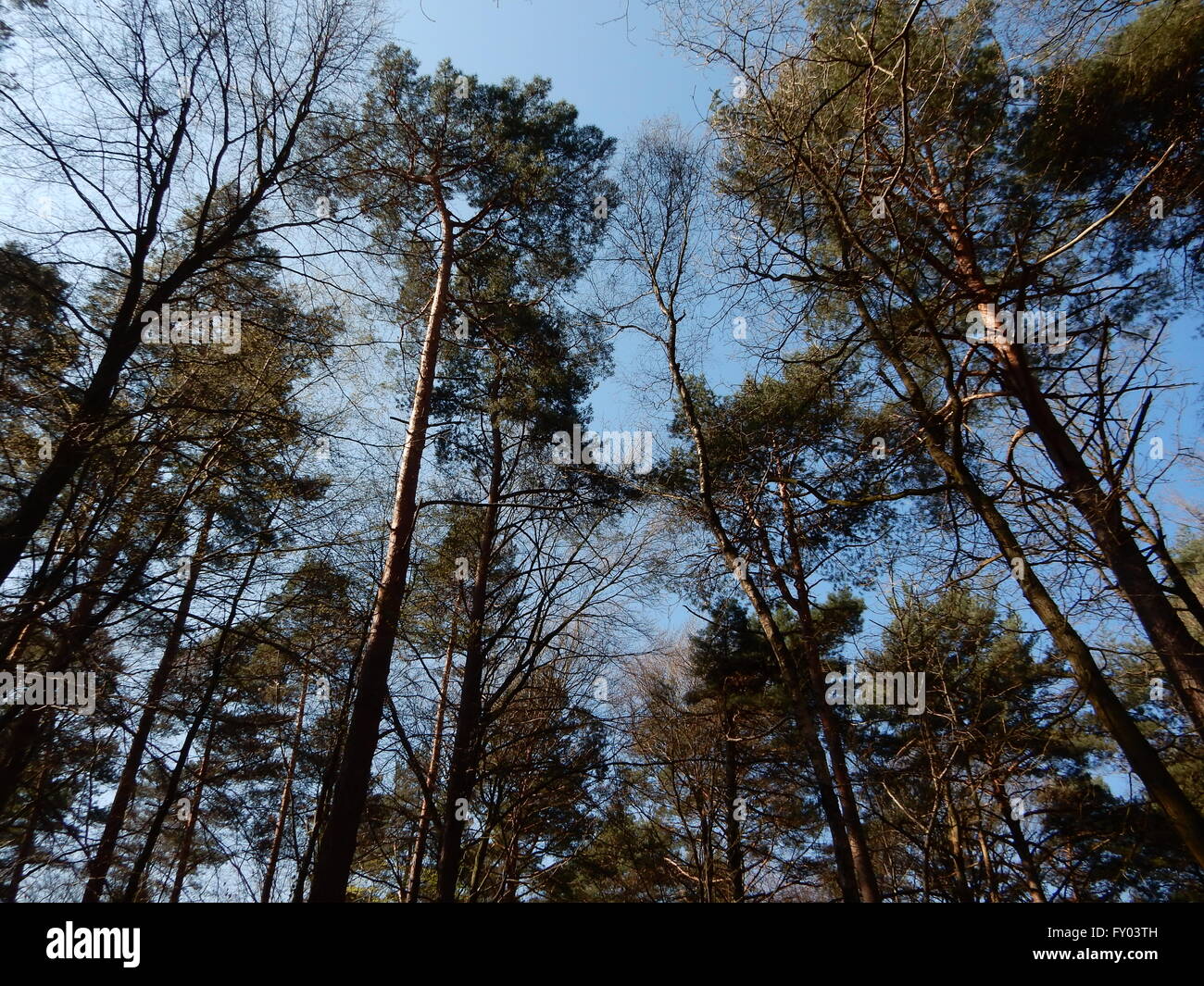 Holz mit jungem Baumbestand auf dem Rhein Land, Deutschland Stockfoto