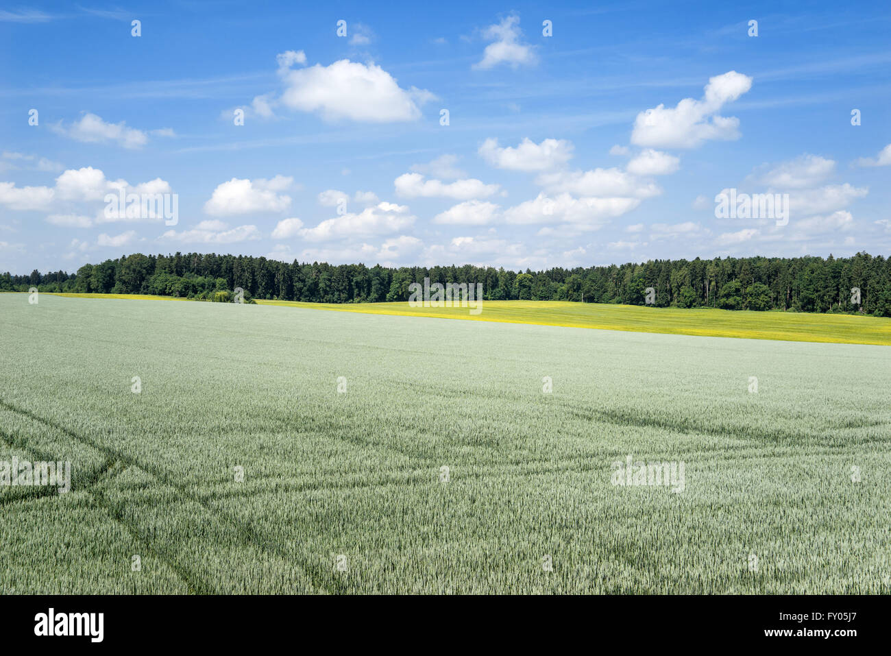 Blick über einen großen grünen Getreidefeld Stockfoto