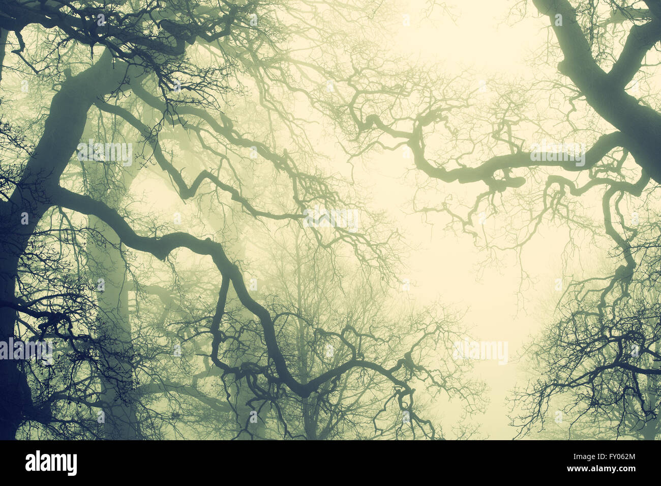 Nebligen Eiche Zweige im Nebel mit angewandten alten Stil Vintage-Filter. UK Stockfoto