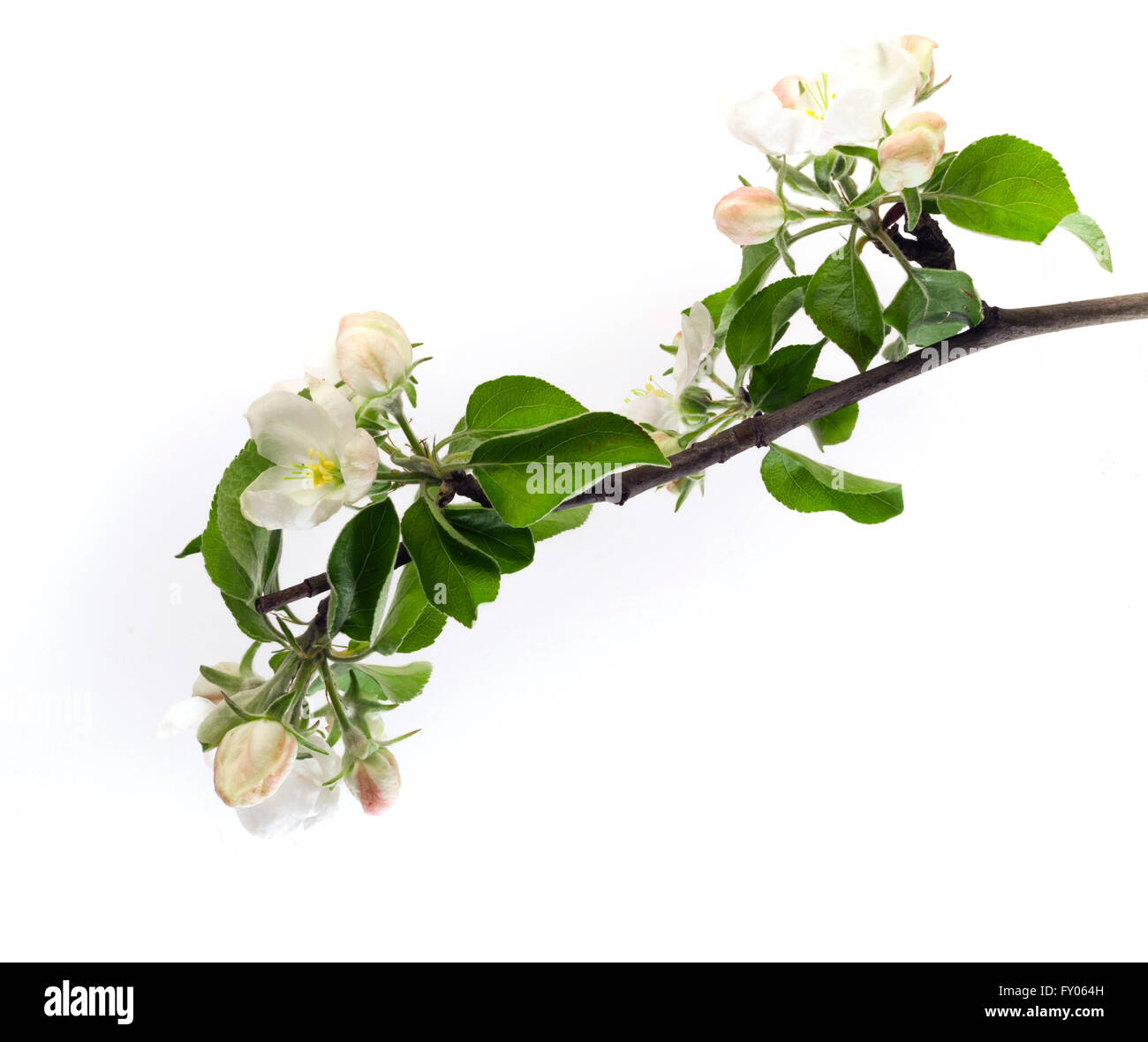 Weiße Blumen Apfelzweig isoliert auf weißem Hintergrund Stockfoto