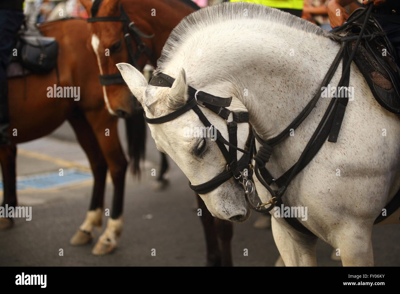 Graues Pferd mit Kopf gebeugt. Stockfoto