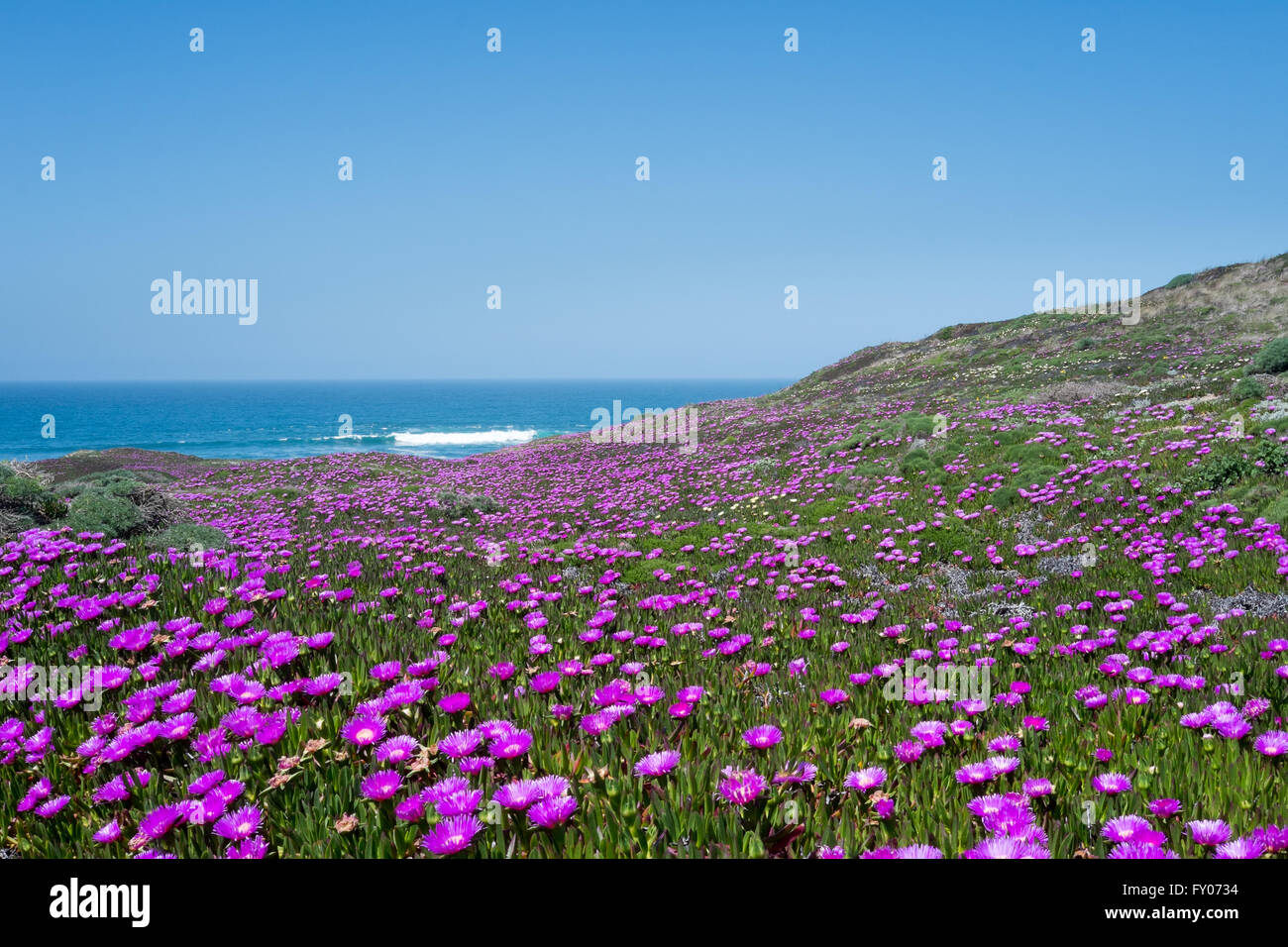 California-Dünen mit rosa, gelben und weißen Ice-Werk (Braunwurz) bedeckt Stockfoto