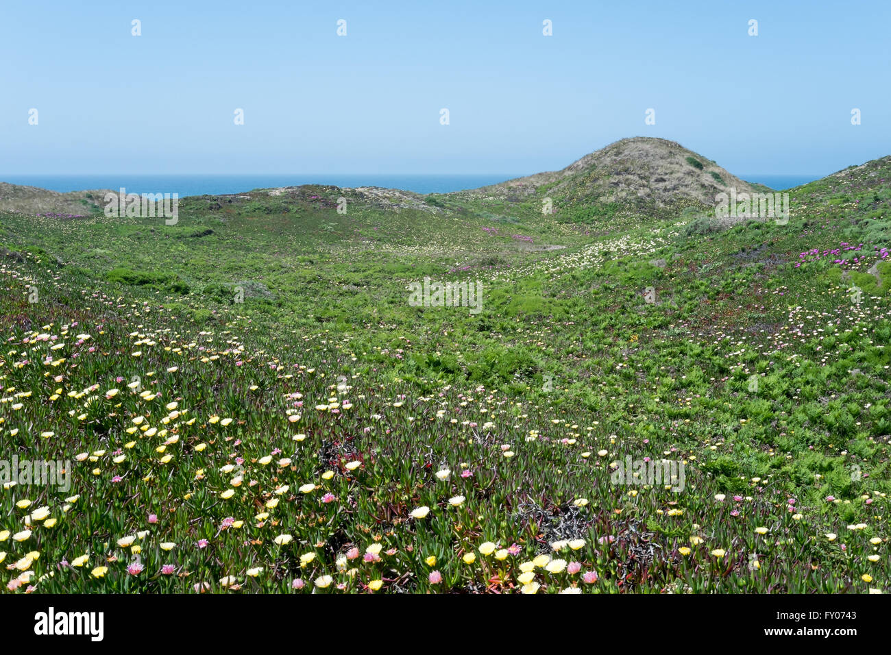 California-Dünen mit rosa, gelben und weißen Ice-Werk (Braunwurz) bedeckt Stockfoto