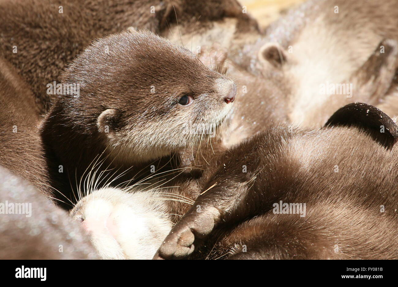 Nahaufnahme des Kopfes eines Babys orientalische oder asiatische kleine krallte Otter (Aonyx Cinereus) unter einer Gruppe von Erwachsenen Stockfoto