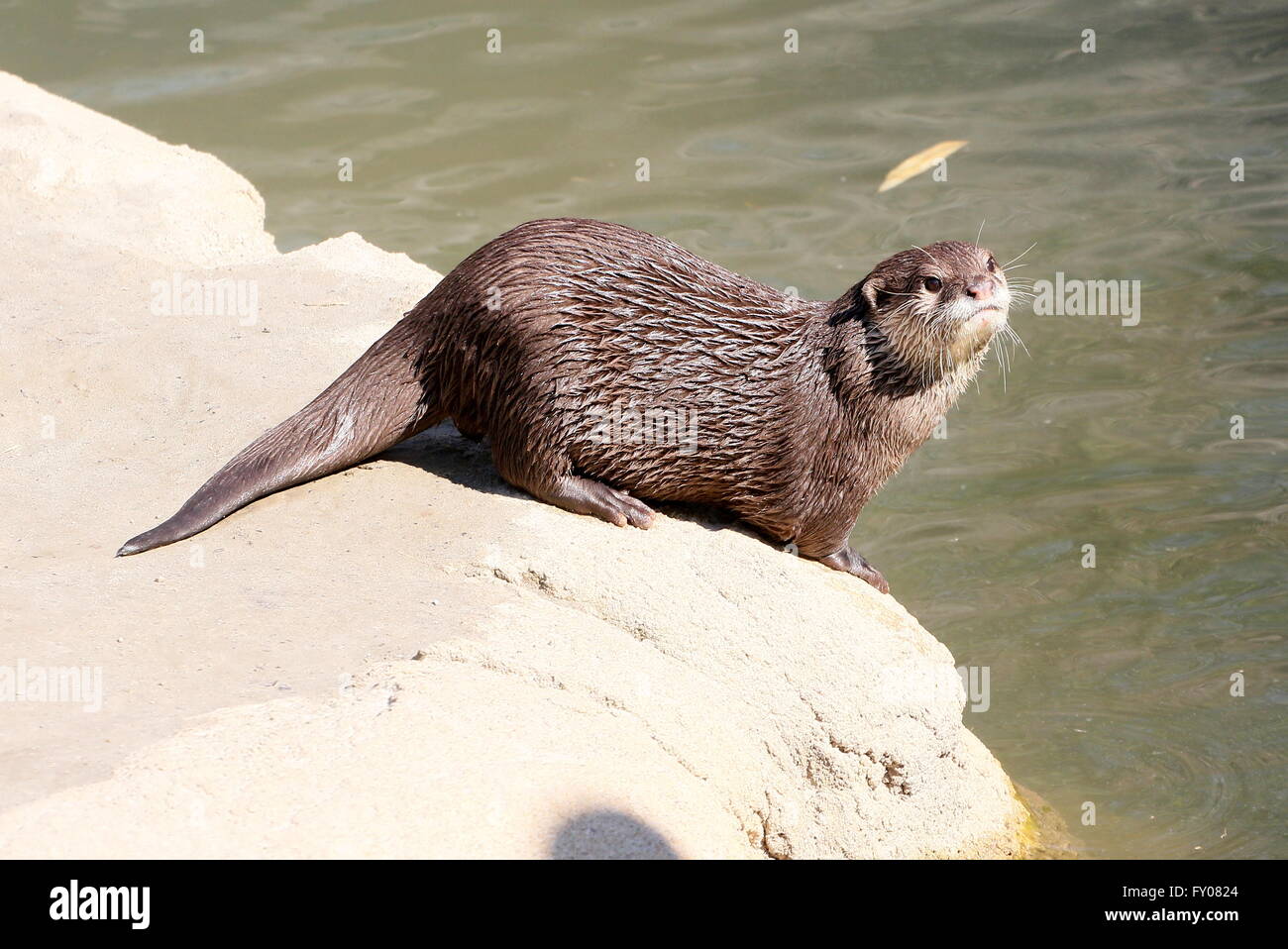 Orientalische oder asiatische kleine krallenbewehrten Otter (Aonyx Cinereus) am Rand des Wassers Stockfoto