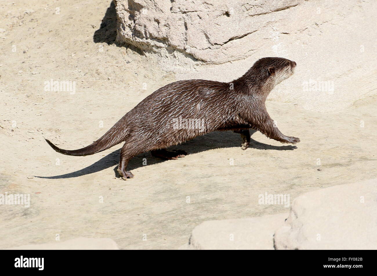 Orientalische oder asiatische kleine krallenbewehrten Otter (Aonyx Cinereus) läuft am Ufer Stockfoto
