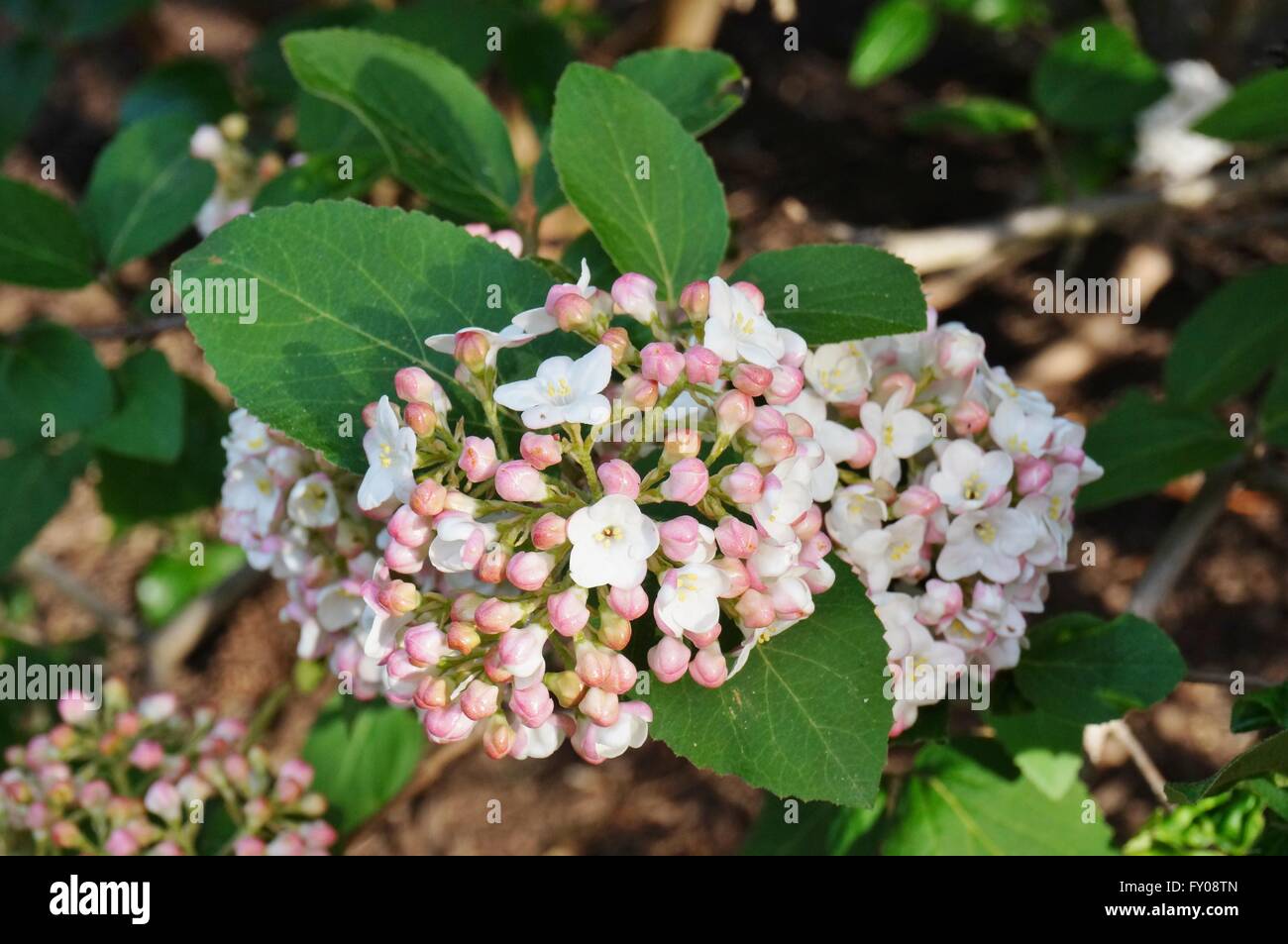 Weiße und rosa Blume Kugeln aus duftenden Viburnum in voller Blüte Stockfoto