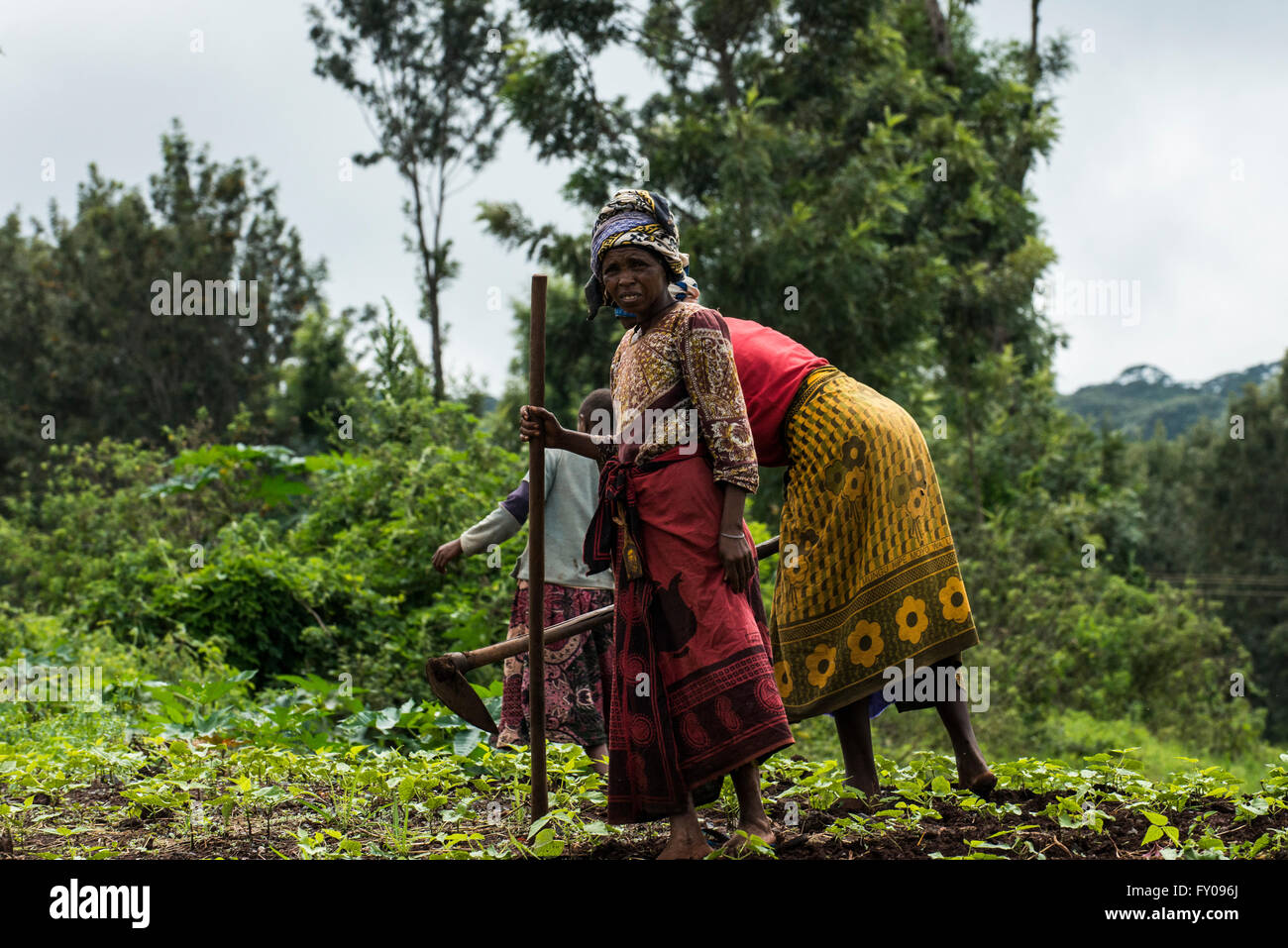 Bauern arbeiten auf ihrem Gebiet im Norden von Tansania. Stockfoto