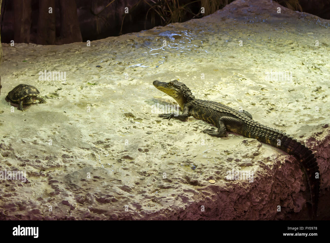 Alligator und Schildkröte auf Felsen. Stockfoto