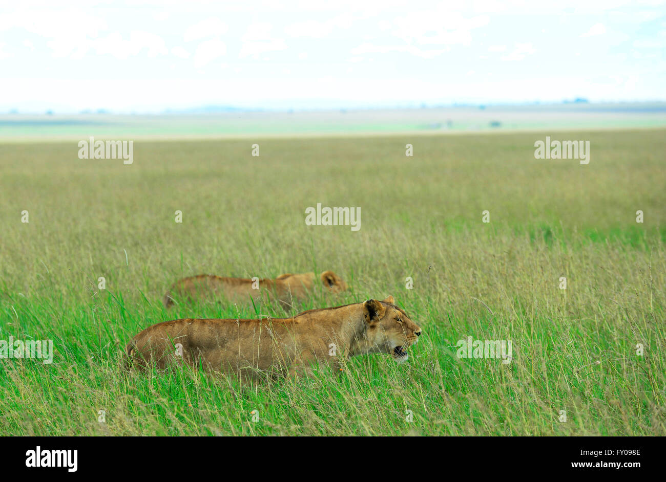 Löwinnen auf der Suche nach Beute in der weiten Serengeti-Savanne. Stockfoto