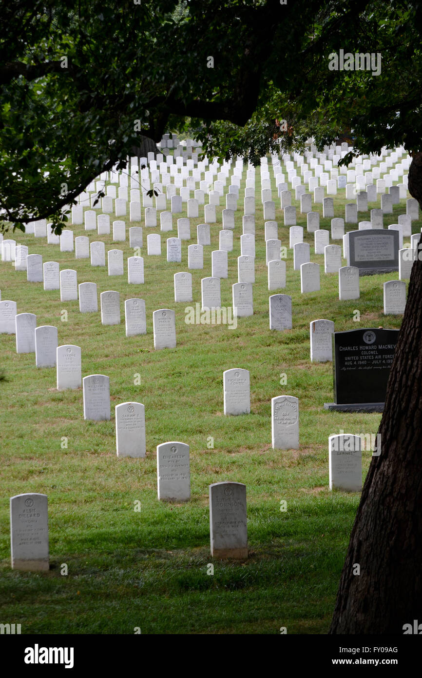 Nationalfriedhof Arlington, Virginia, USA. Blick auf Grabsteinen von Hügel unter einem Baum. Stockfoto