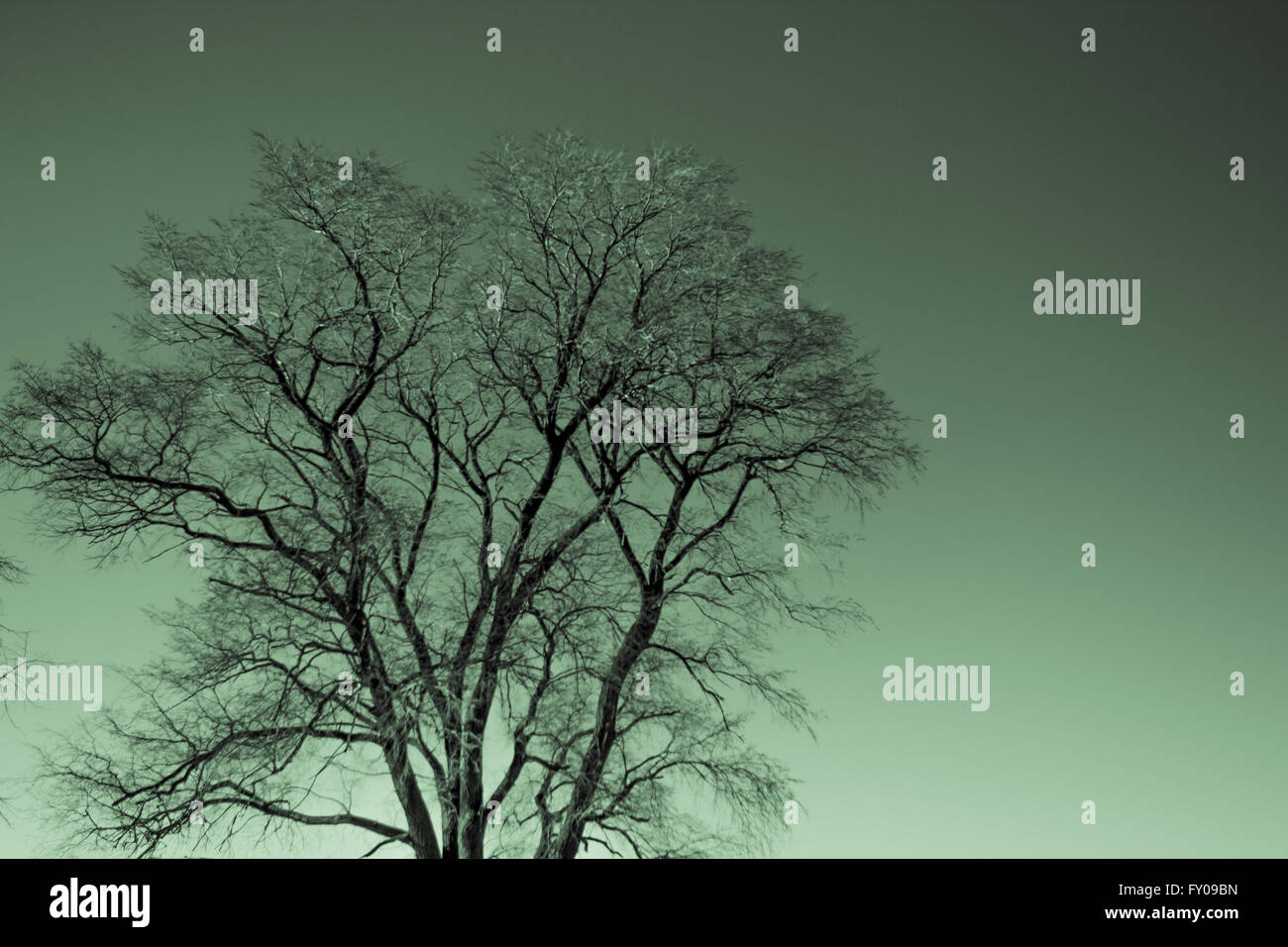 Baum-silhouette Stockfoto