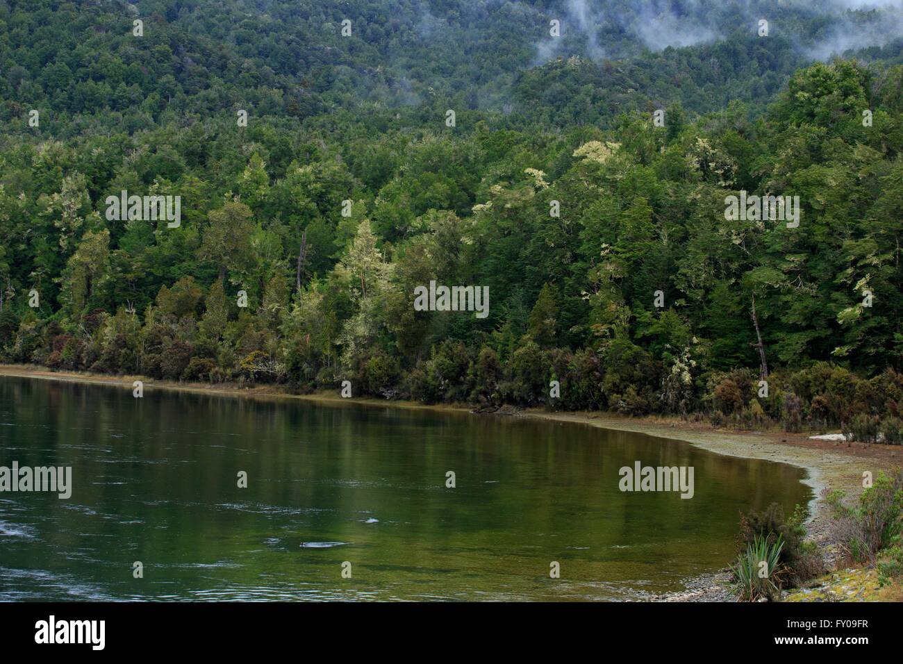 Dicken Bergwälder säumen das Wasser eines kleinen Flusses in der Nähe der Start von der Kepler Track, Lake Te Anau, Neuseeland Stockfoto