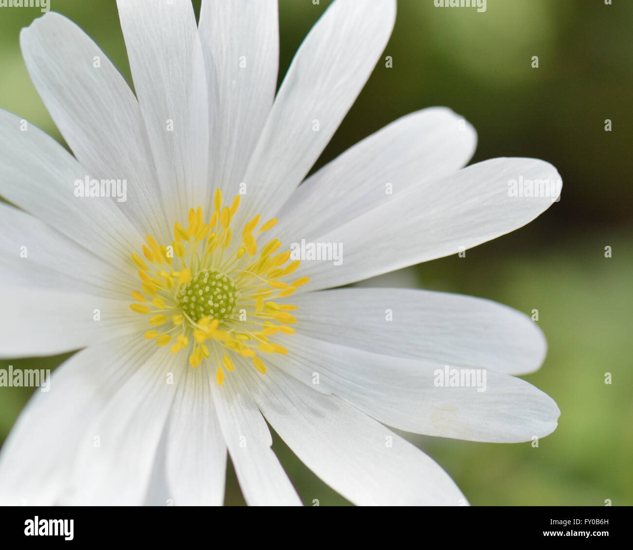 Anemone Blanda "weiße Pracht" hautnah weiße Feder Blume Wald Schatten Gartenpflanze Stockfoto