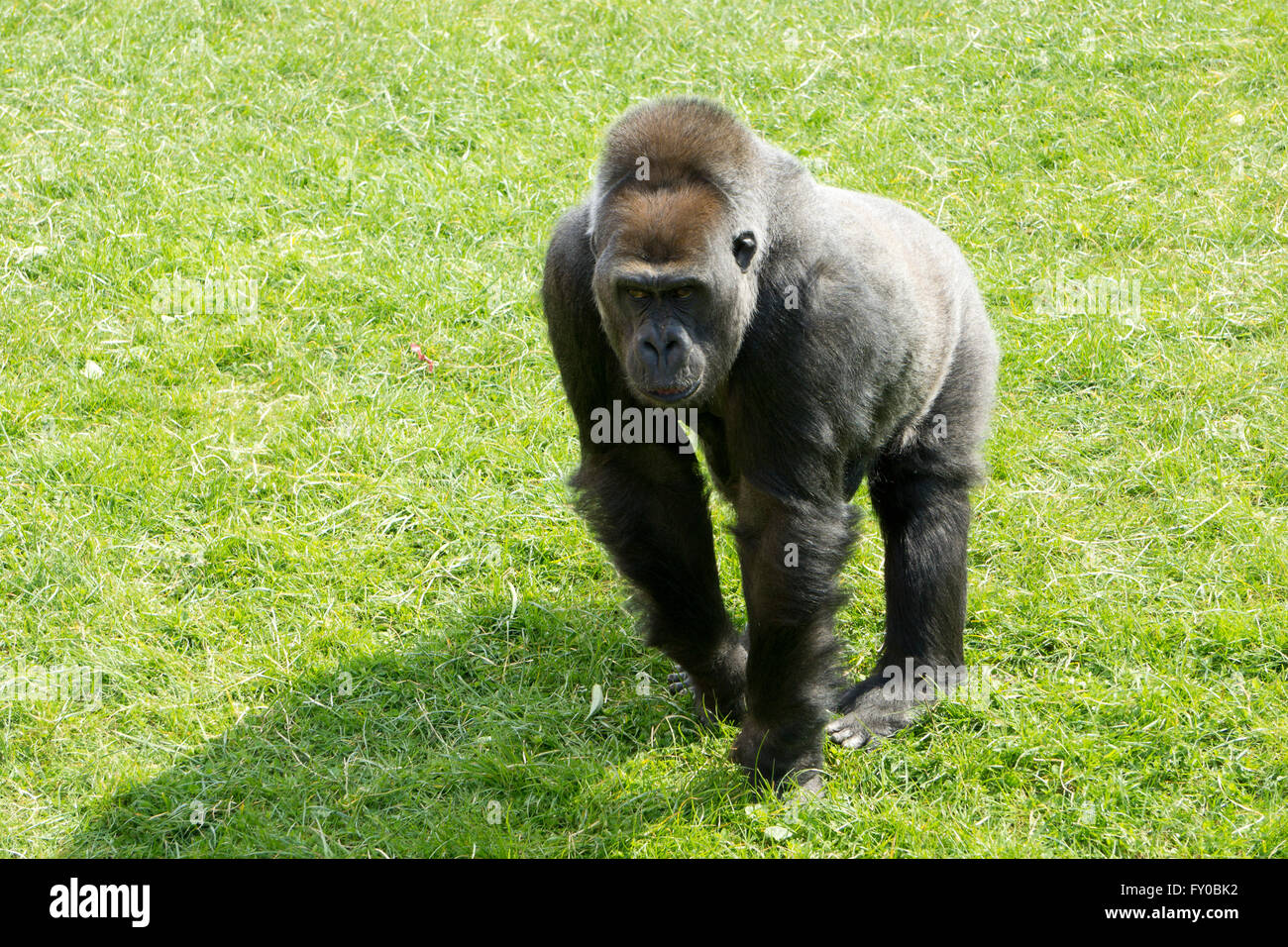 Gorilla stehend Stockfoto
