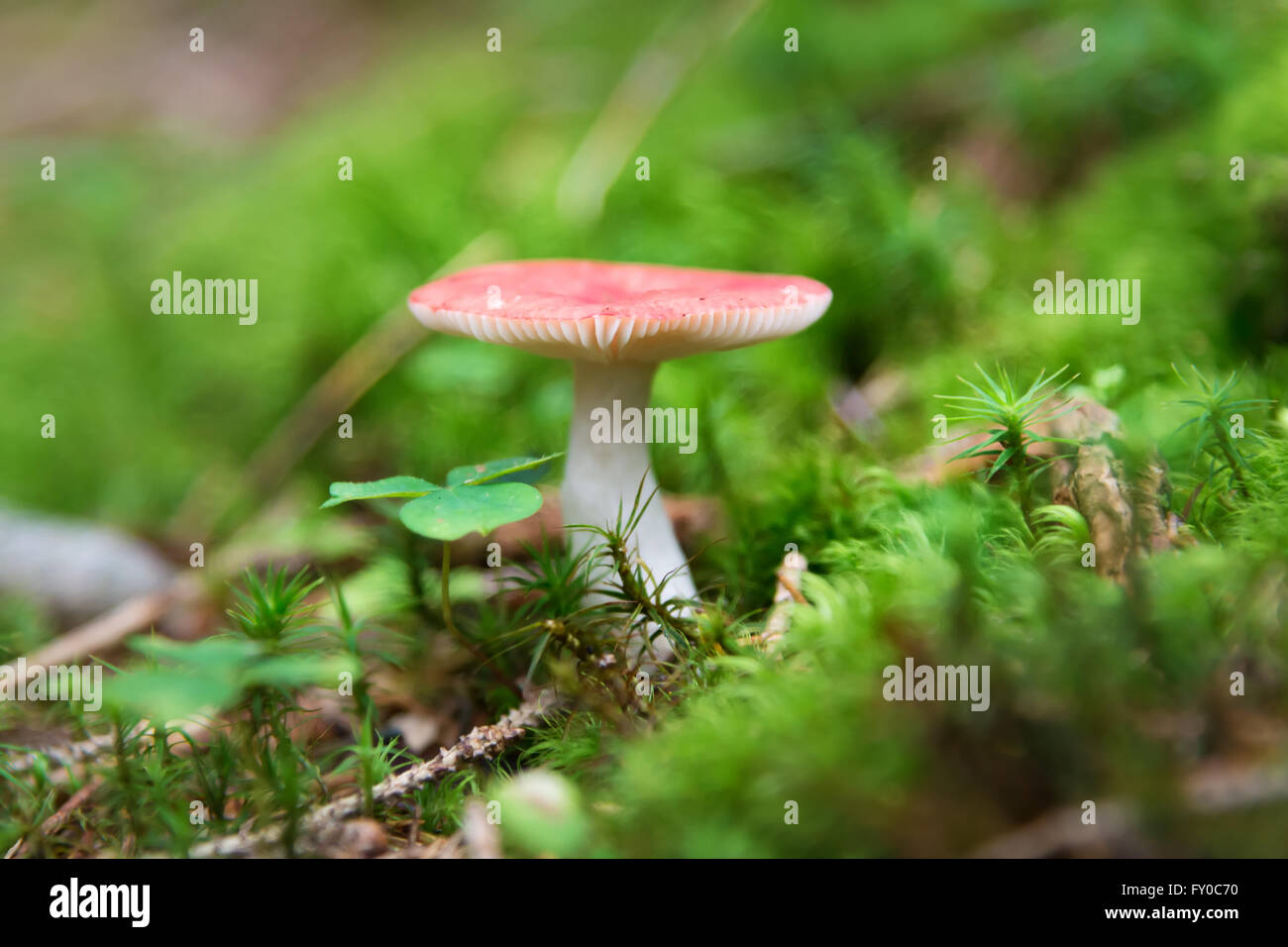 kleinen ubling Pilz im Wald Stockfoto