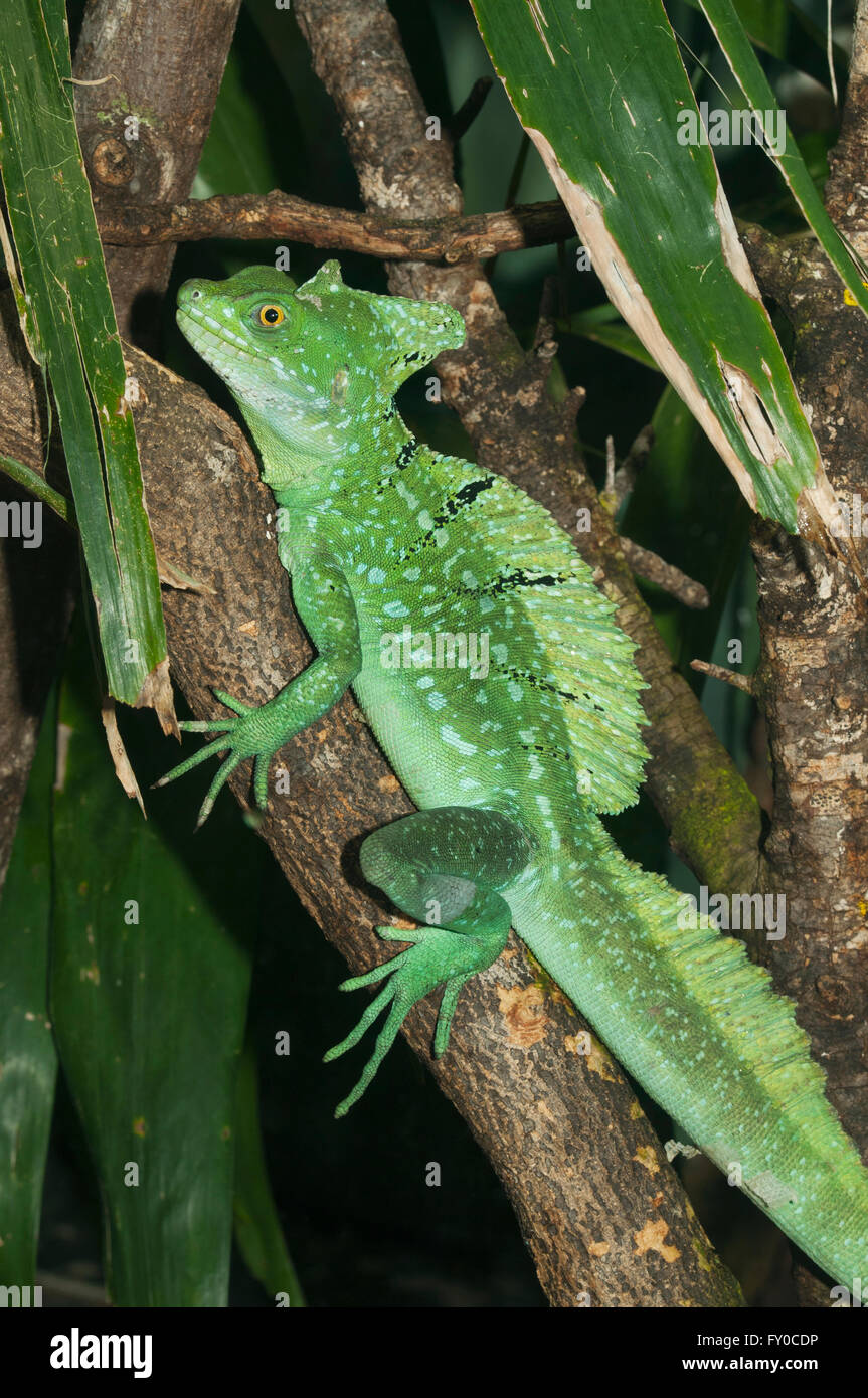 Doppel-crested Basilisken (Plumifrons Basiliskos) costarica (Captive) Stockfoto