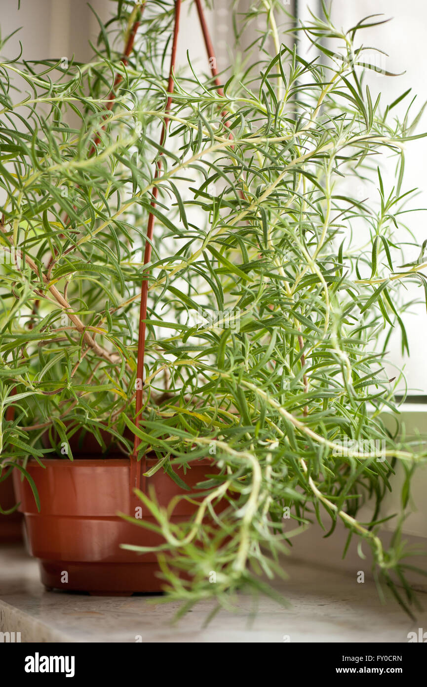Rosemary Kraut Pflanze wachsen auf Fensterbank, frische Rosmarinus Officinalis duftende immergrüne Küchenkraut in braunen Kunststoff Blumentopf Stockfoto