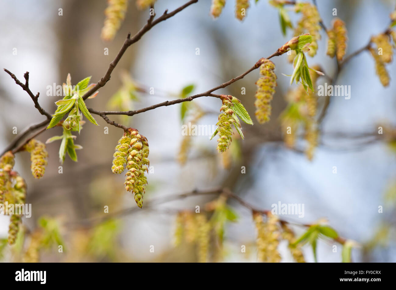 Carpinus Betulus Baum Blüte Makro, herabhängenden junge Hainbuche Kätzchen Blütenstände Natur Details, frischen blühenden Baum. Stockfoto