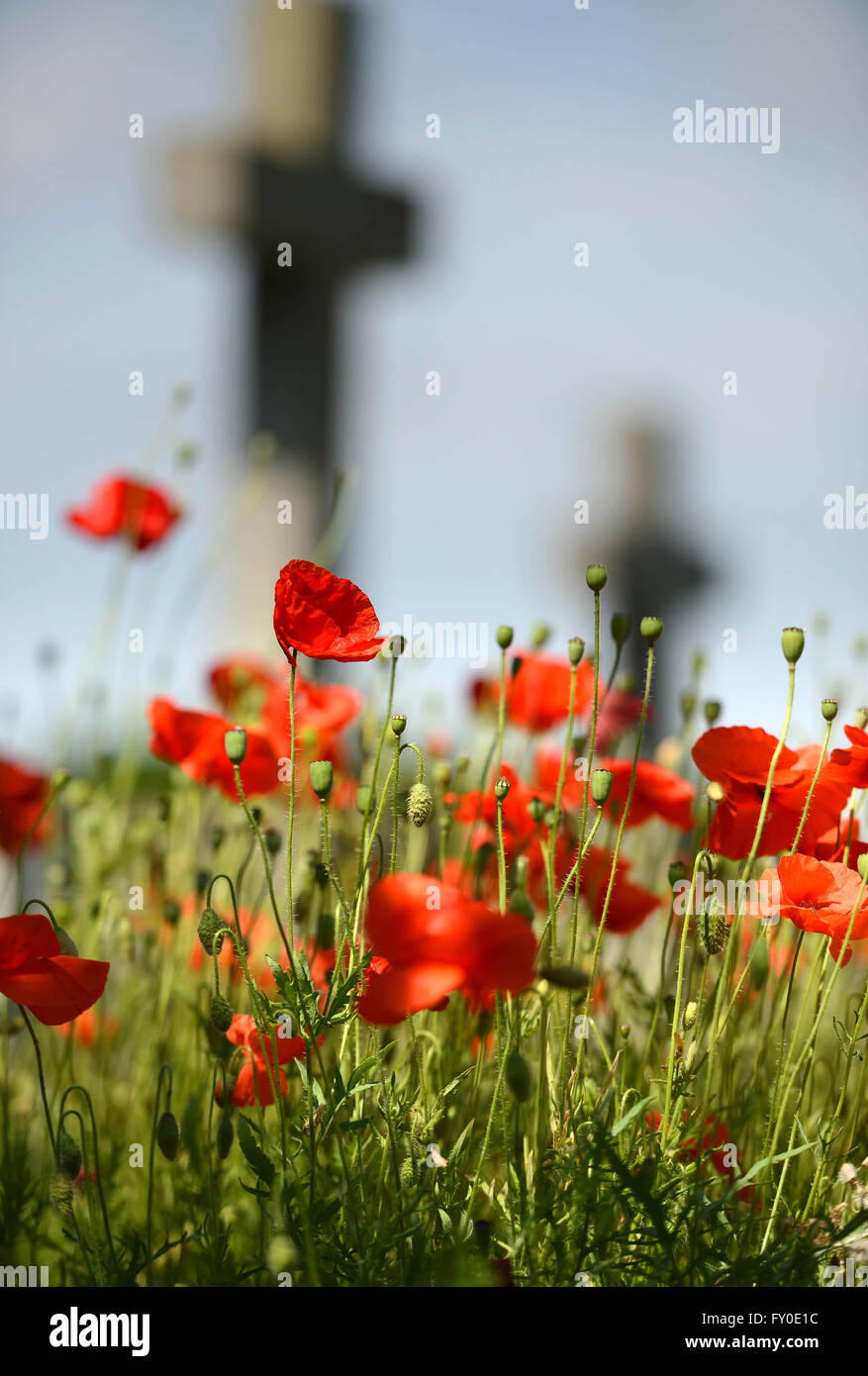 Mohnblumen im Friedhof Stockfoto