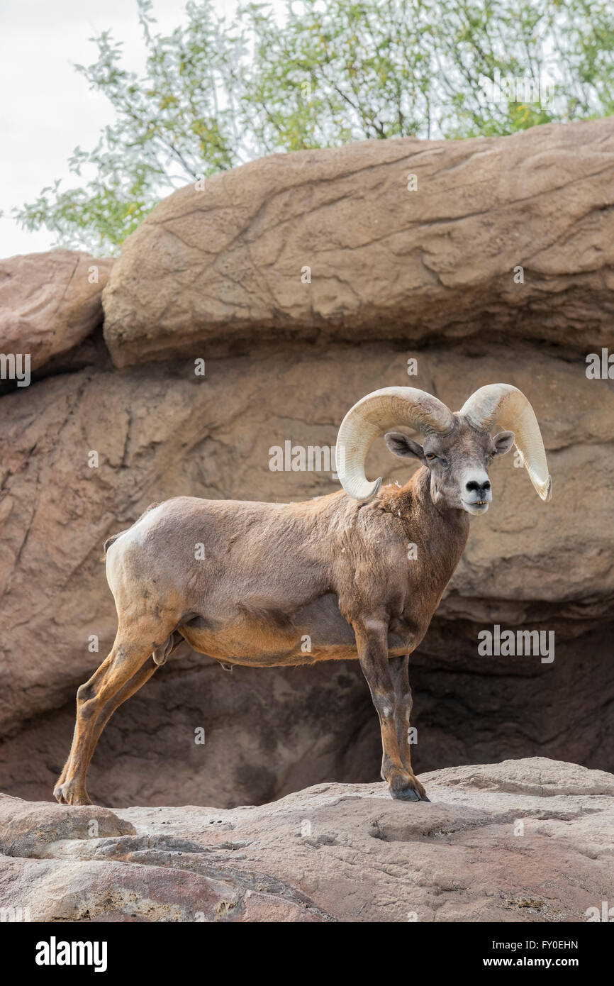 Wüste Dickhornschafe (Ovis Canadensis Nelsoni), Arizona Stockfoto