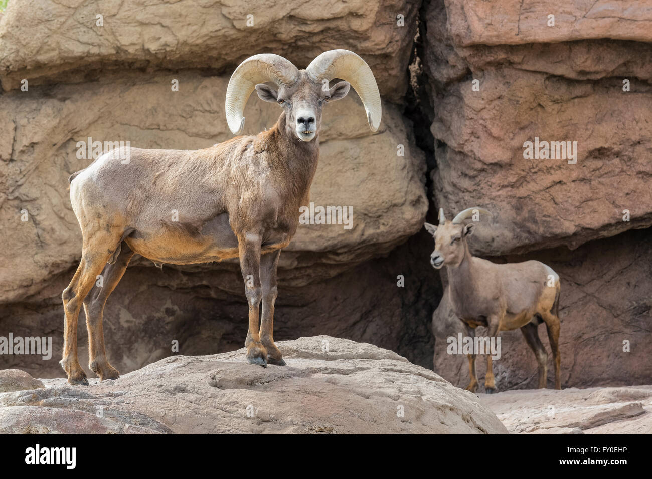 Wüste Dickhornschafe (Ovis Canadensis Nelsoni), Arizona Stockfoto