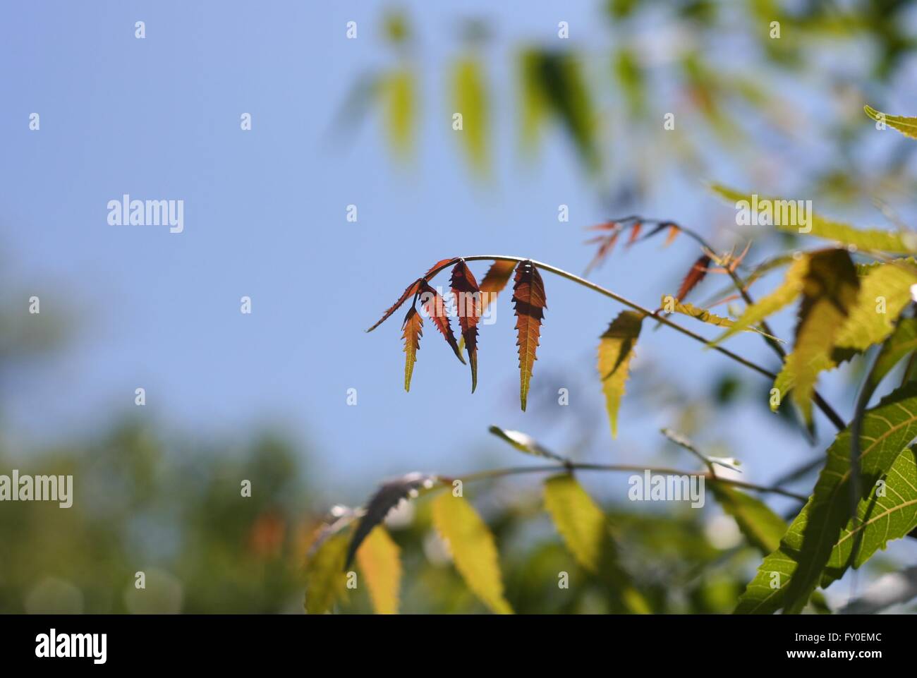 Young Neem Blatt mit blauem Himmelshintergrund Stockfoto