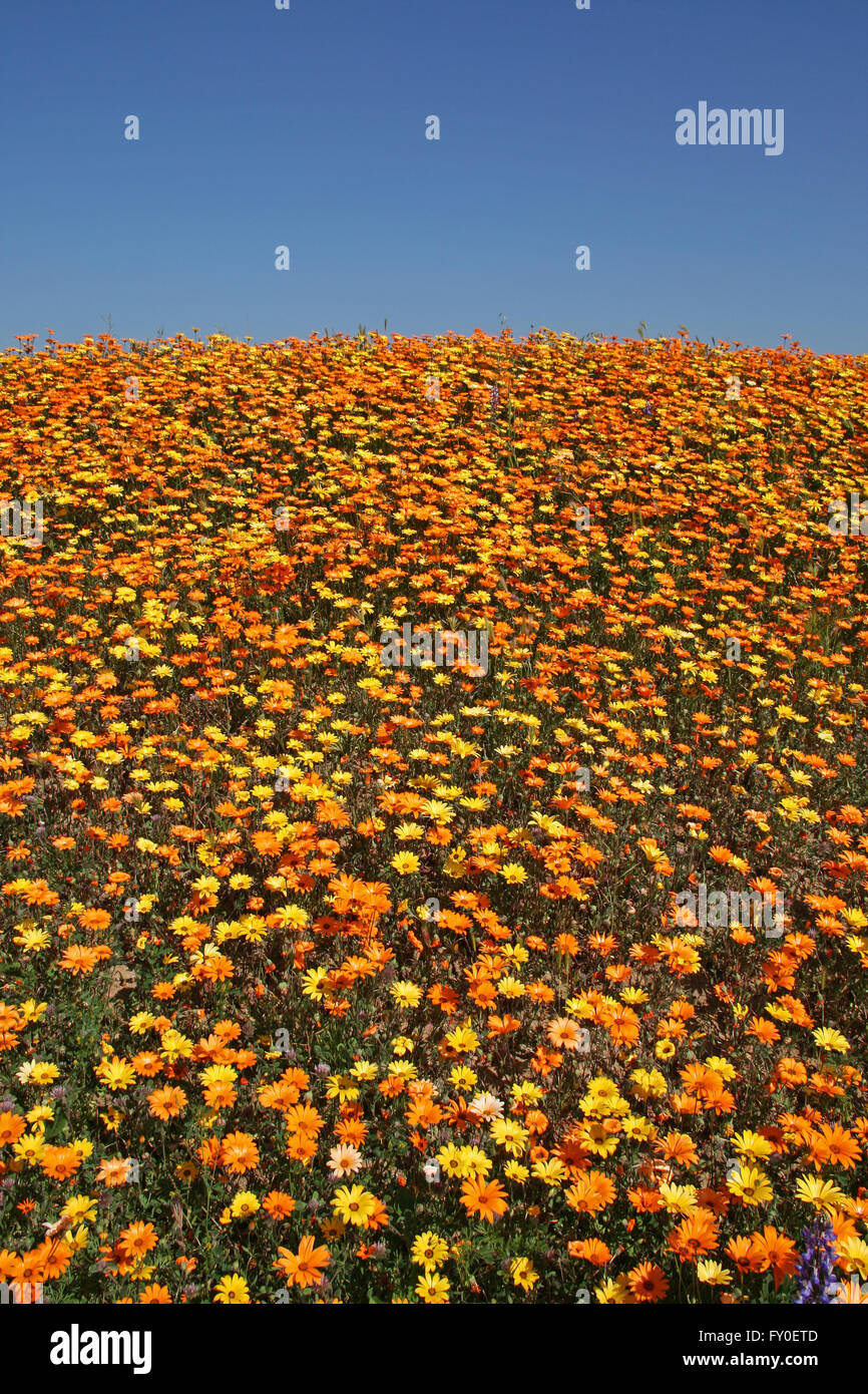 Hang von Daisy Wildblumen Stockfoto