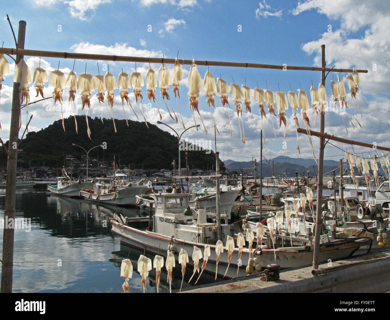 Tintenfisch, trocknen in der Sonne, Fischerhafen Nagato, Präfektur Yamaguchi Japan Stockfoto