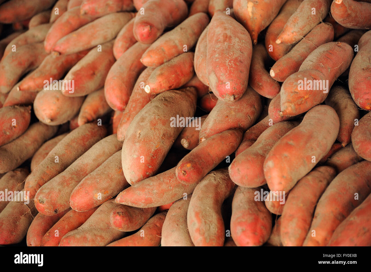 Haufen von Süßkartoffeln in Hof während der Erntesaison Stockfoto
