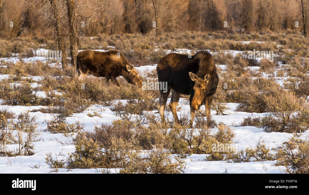 Weibliche Elche (Kuh) und Kalb im Winter, Grand-Teton-Nationalpark, Wyoming, USA Stockfoto