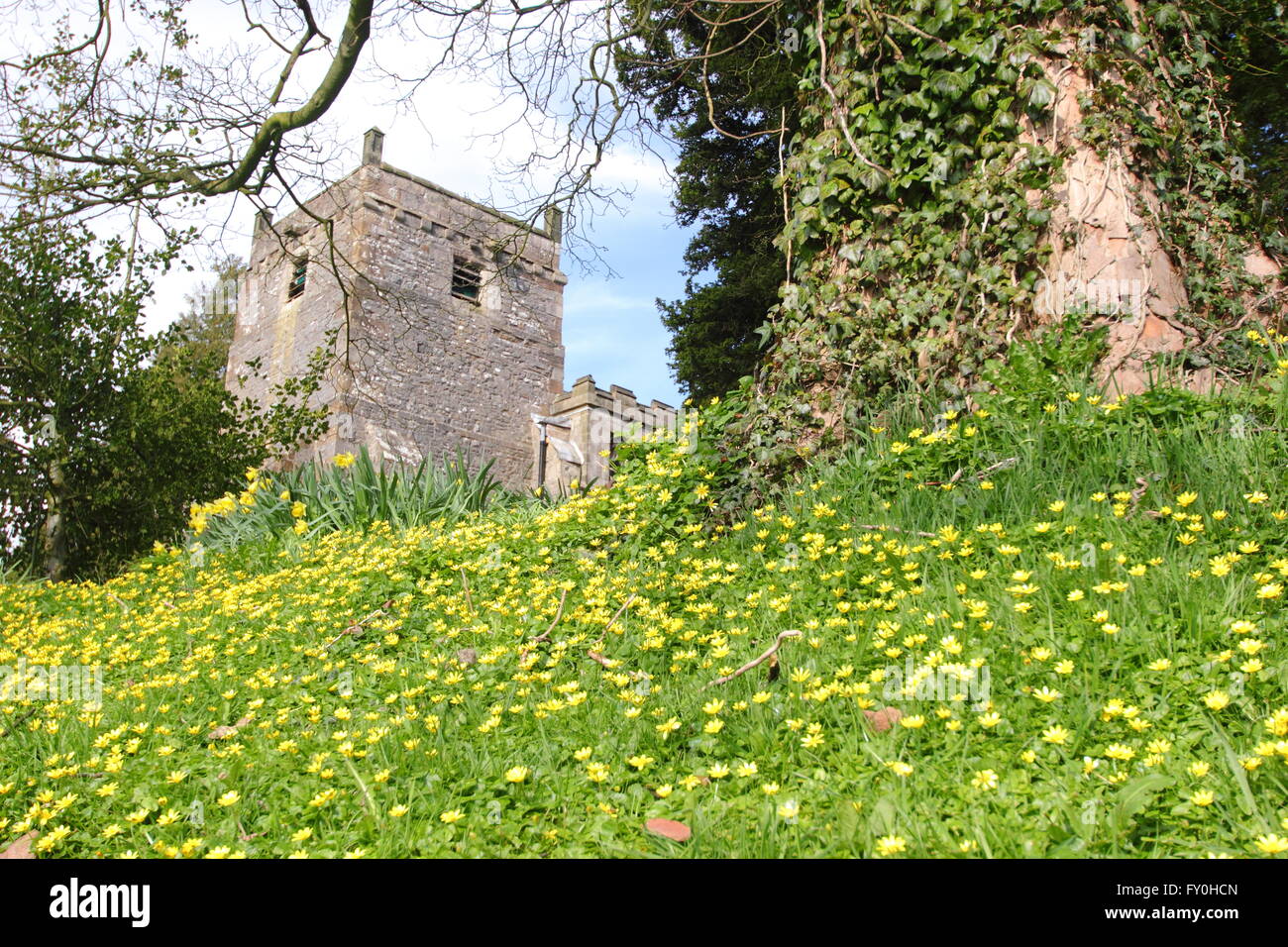 Lesser celandines (Ficaria Verna) wachsen auf den grasbewachsenen hängen rund um St. Marys Kirche) in Tissington, Peak District Derbyshire UK Stockfoto