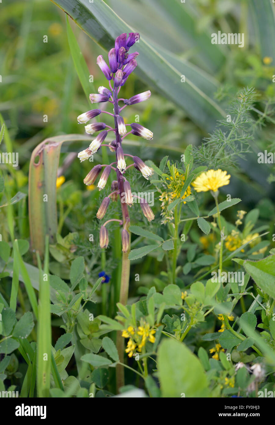 Dreiblättrige Bellevalia - Bellevalia Trifoliata unter anderen Wildblumen Stockfoto