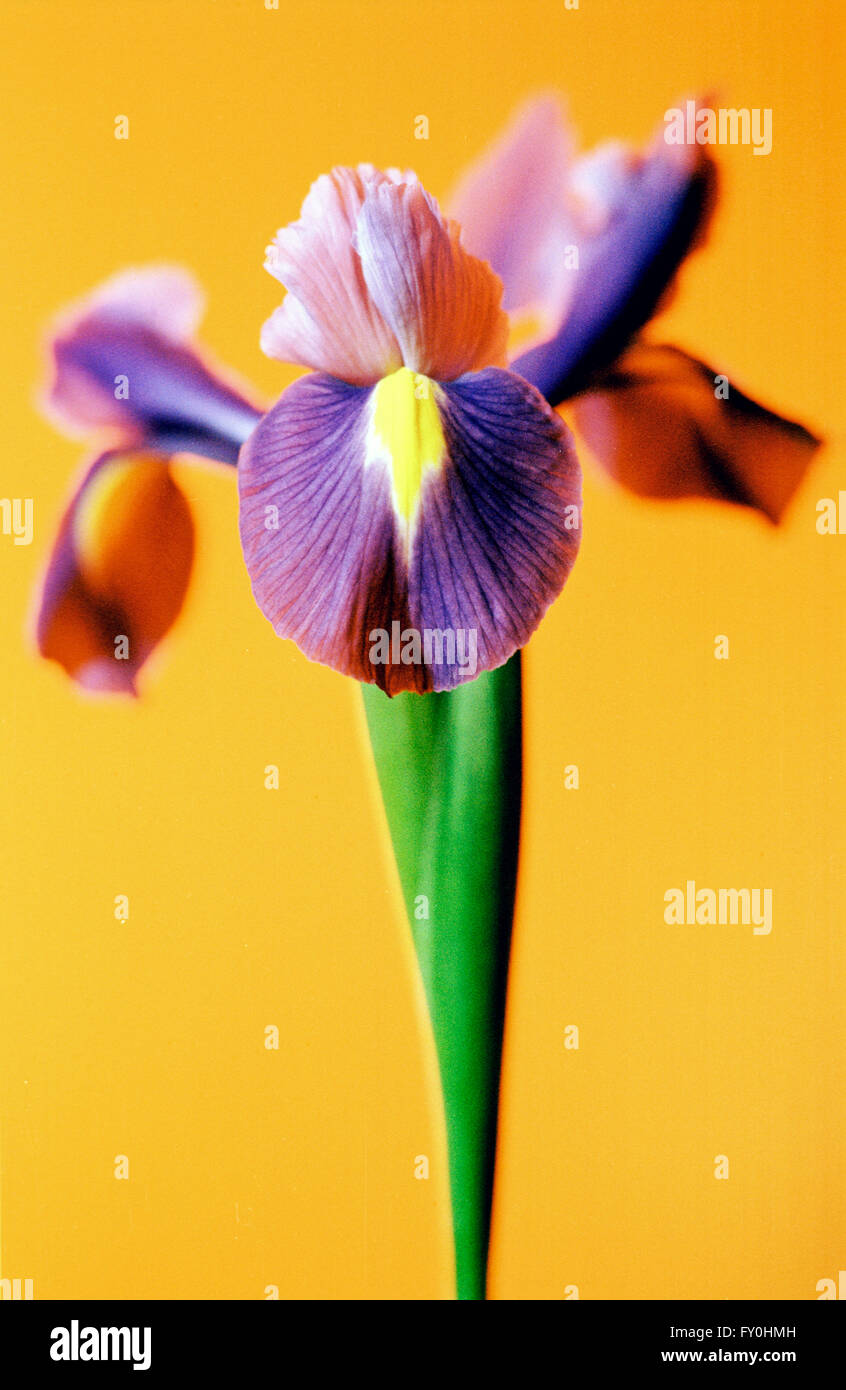 Blume-Porträt - Iris in kräftigen Farben und hohen Kontrast in einem stilleben Studio-Stil. Stockfoto